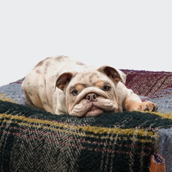 Hundebett Cube Tartan Green