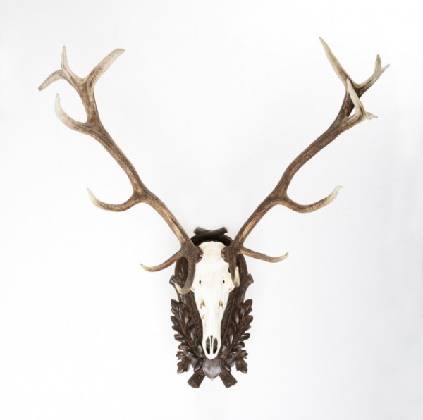 Kapitales Rothirschgeweih 16-Ender