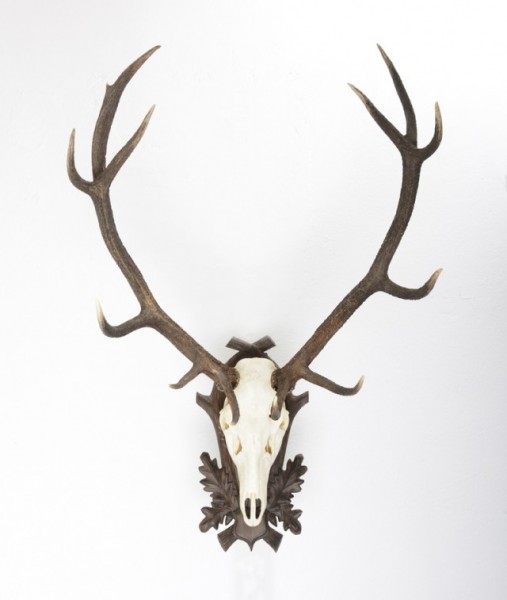 Hirschgeweih kapitaler ungerader 14-Ender