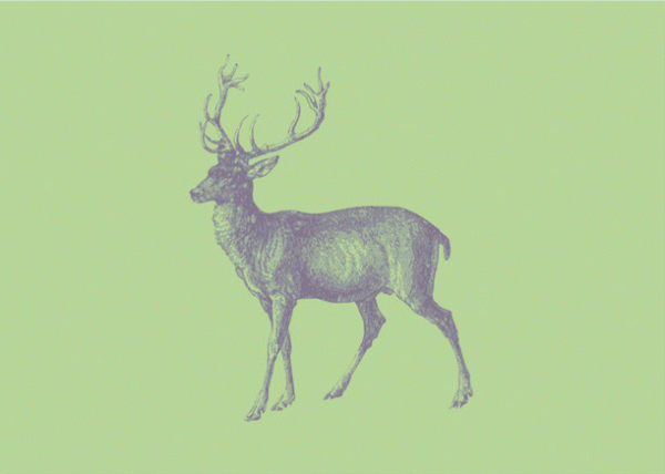 Postkarte Hirsch