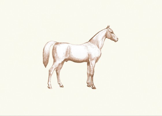 Klappkarte Pferd